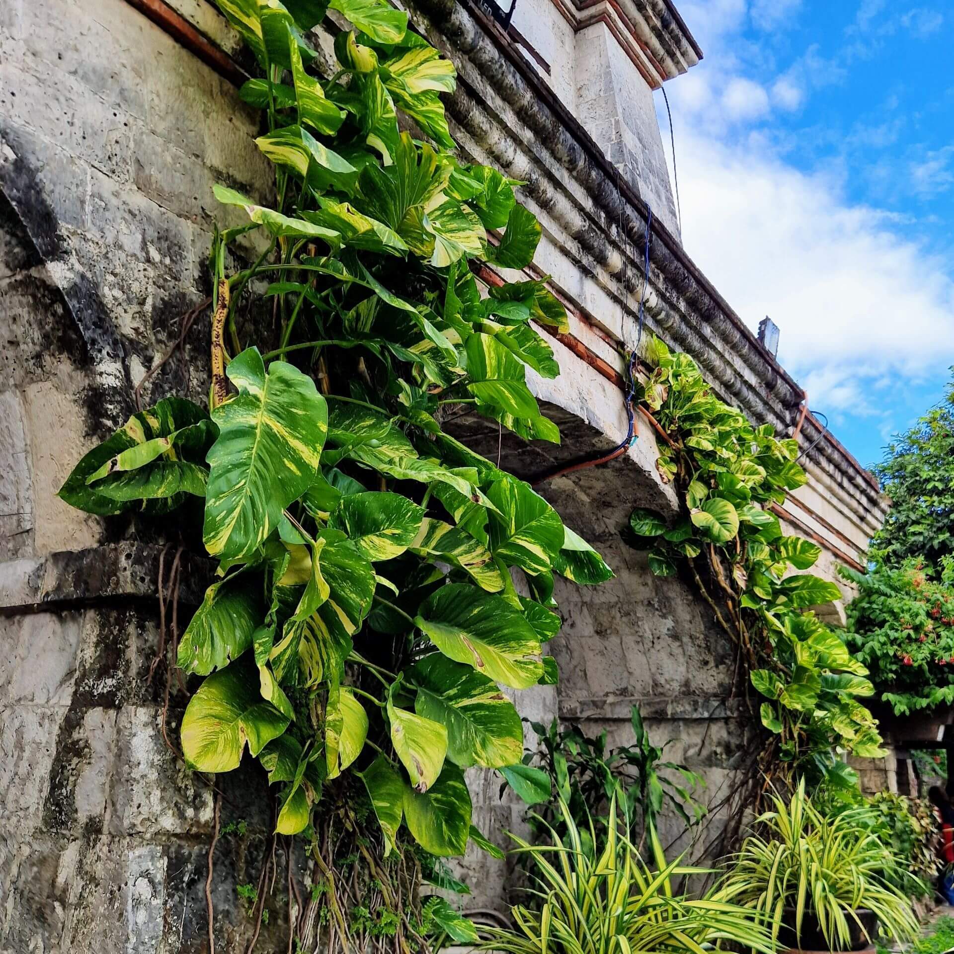 Fort San Pedro Cebu City bewachsene Mauer