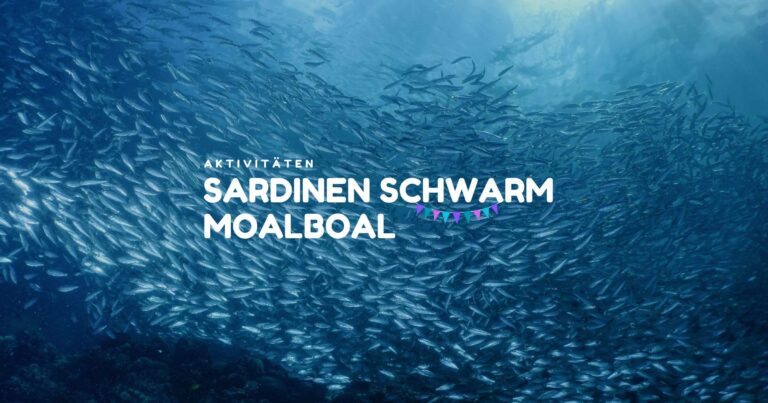Sardines Run Moalboal