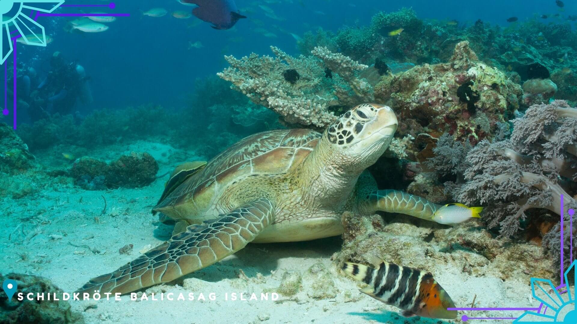 Balicasag Island Turtles Point Marine Sanctuary 1 Balicasag Island Turtles Point Marine Sanctuary