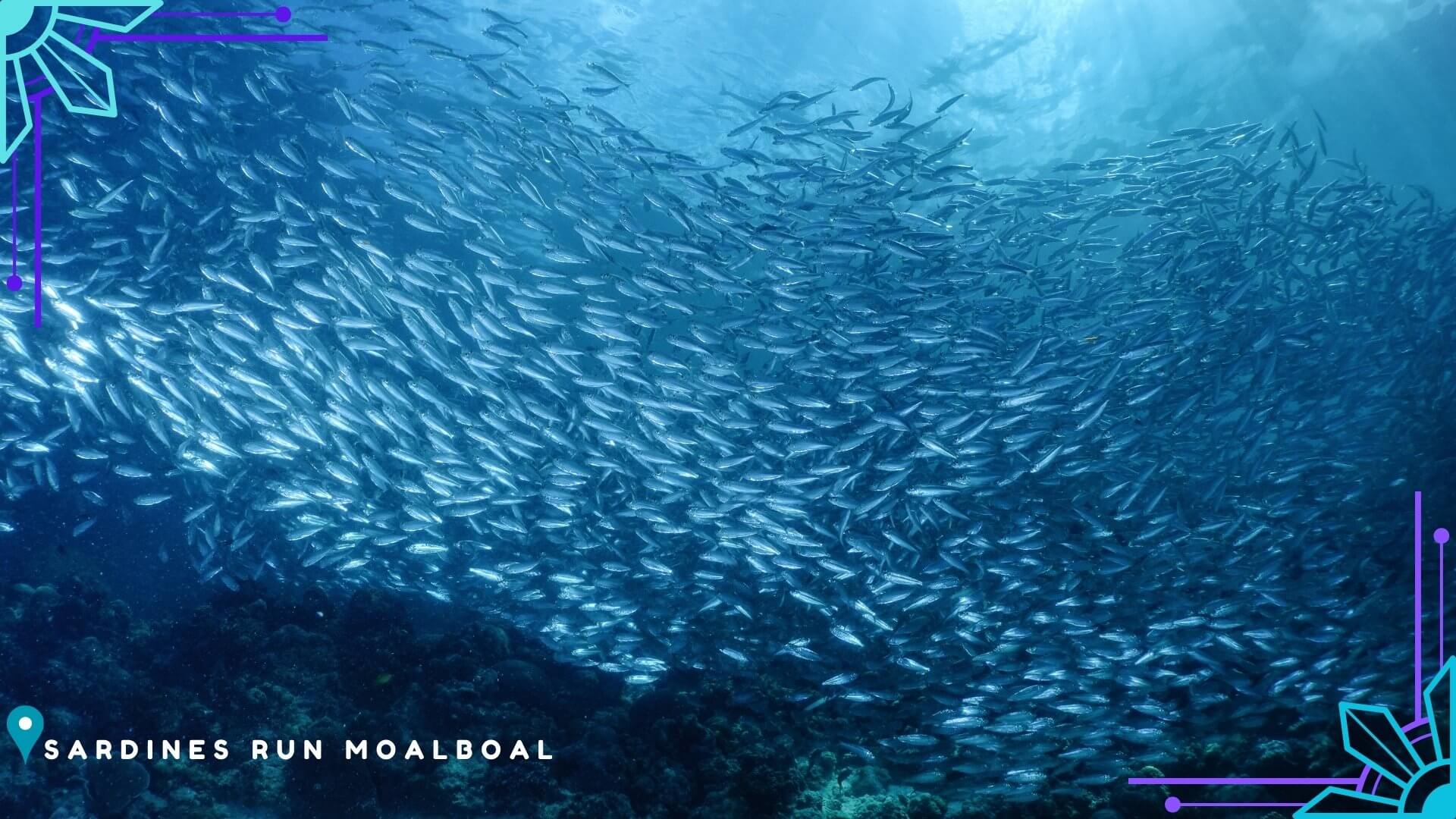 Moalboal Sardinenschwarm Moalboal Sardinenschwarm