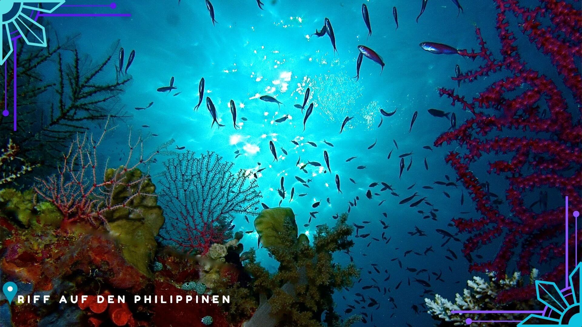 Tauchen Philippinen Tauchen Philippinen