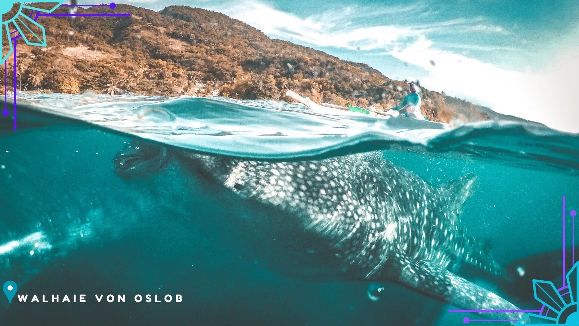 Walhaie Oslob Cebu Nahaufnahme Walhaie Oslob Cebu Nahaufnahme