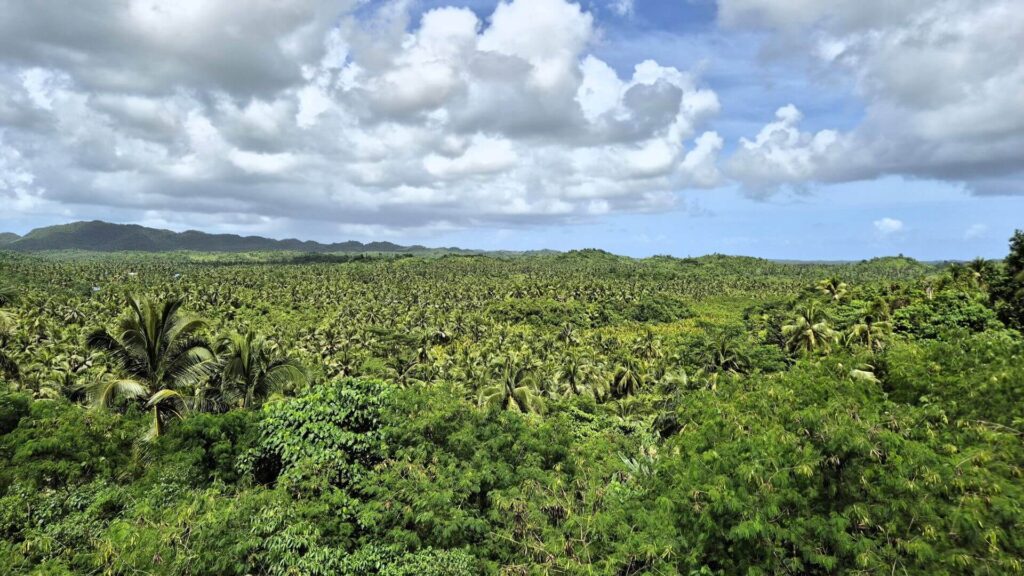 Coconut Plantation Viewpoint